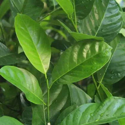 Daun Salam