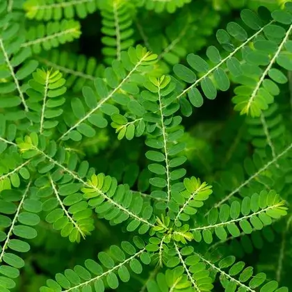 Meniran